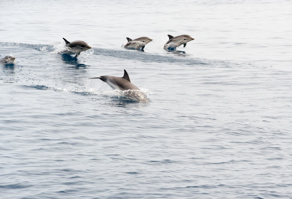 dauphins 10